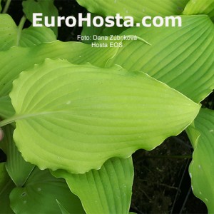 Hosta Eos