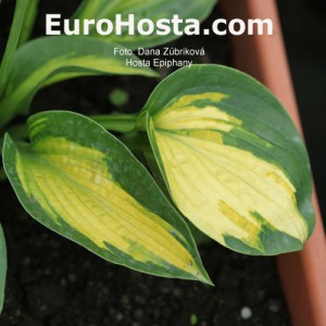 Hosta Epiphany - Eurohosta