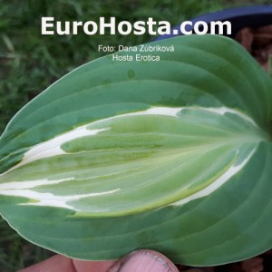 hosta Erotica