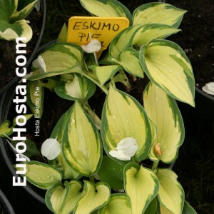 Hosta Eskimo Pie - Eurohosta