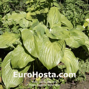 Hosta Essence of Summer