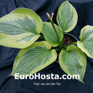 Hosta Essence of Sunset