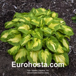 Hosta Etched Glass