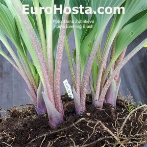 Hosta Evening Blush