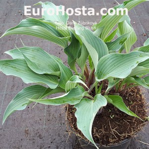 Hosta Evening Blush