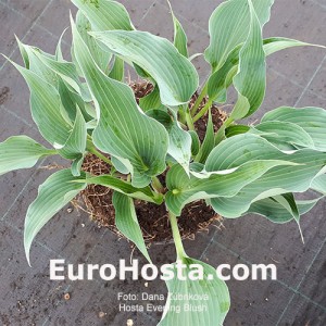 Hosta Evening Blush