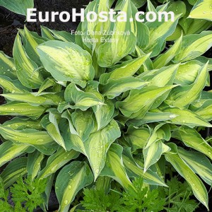 Hosta Extasy - Eurohosta