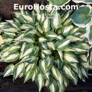 Hosta Extasy - Eurohosta