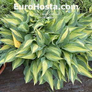 Hosta Extasy - Eurohosta