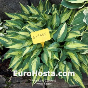 Hosta Extasy - Eurohosta