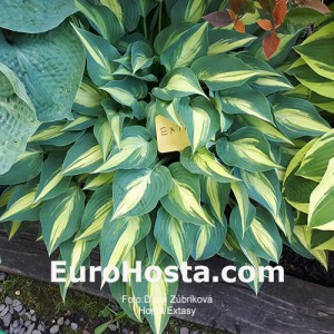 Hosta Extasy - Eurohosta