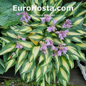 Hosta Extasy - Eurohosta