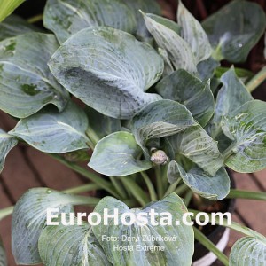 Hosta Extreme - Eurohosta