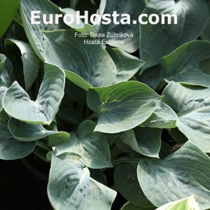 Hosta Extreme - Eurohosta