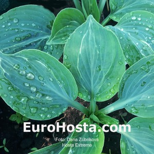 Hosta Extreme - Eurohosta