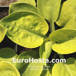 Hosta Eye Catcher - Eurohosta