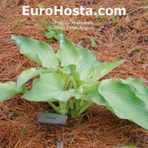 Hosta Fallen Angel