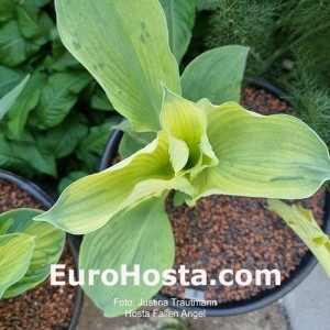 Hosta Fallen Angel