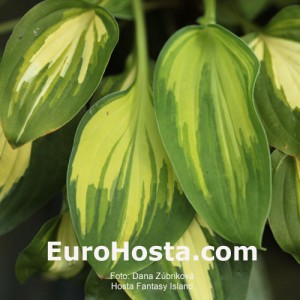 Hosta Fantasy Island - Eurohosta