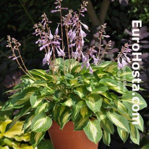 Hosta Fantasy Island - Eurohosta