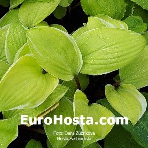 Hosta Fashionista