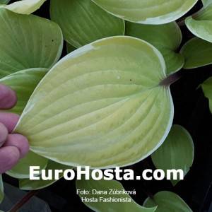 Hosta Fashionista