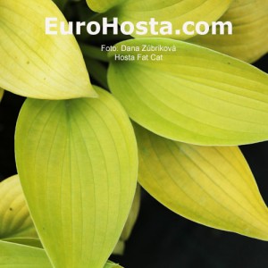 Hosta Fat Cat - Eurohosta