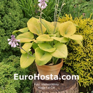 Hosta Fat Cat - Eurohosta