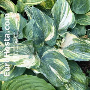 Hosta Fickle Blue Genes