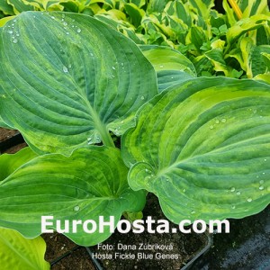 Hosta Fickle Blue Genes 