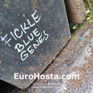 Hosta Fickle Blue Genes