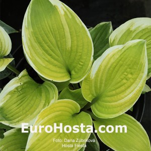 Hosta Fiesta