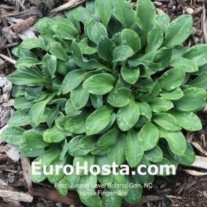 Hosta funkia Fingenails | EUROHOSTA