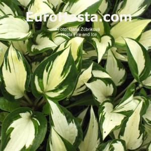 Hosta Fire and Ice - Eurohosta