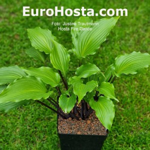 hosta fire dance