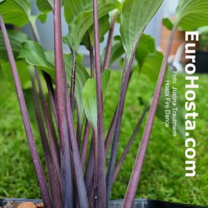 hosta fire dance