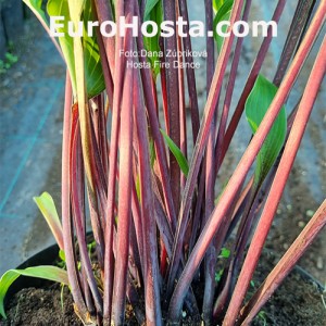 hosta fire dance