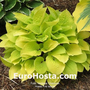 Hosta Fire Island - Eurohosta