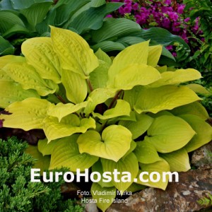 Hosta Fire Island - Eurohosta