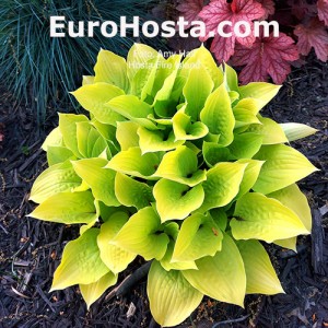 Hosta Fire Island