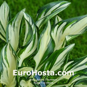 Hosta Fireworks - Eurohosta