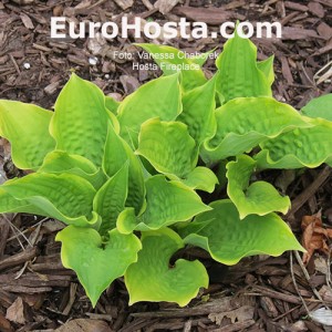 Hosta Fireplace - Eurohosta