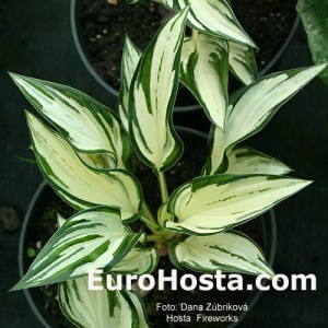 Hosta Fireworks - Eurohosta