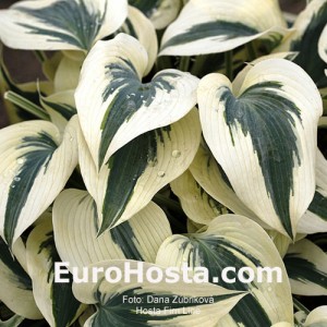 Hosta Firn Line  - Eurohosta