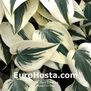 Hosta Firn Line  - Eurohosta