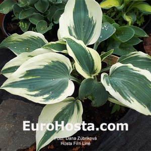 Hosta Firn Line  - Eurohosta