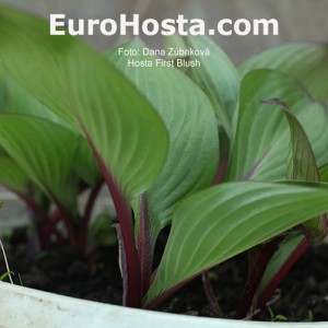 Hosta First Blush