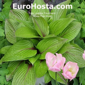 Hosta First Blush