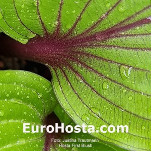 Hosta First Blush