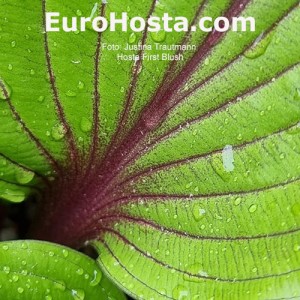 Hosta First Blush